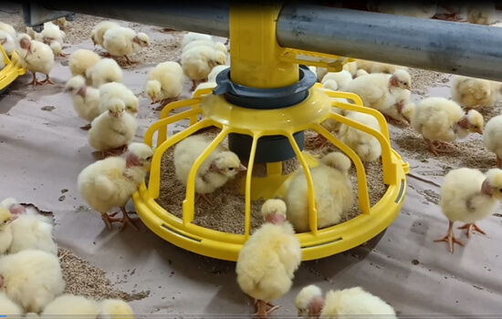 feeder